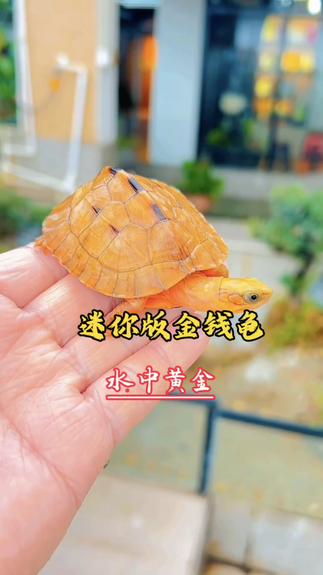 西甲黄,西甲黄潜是哪支球队