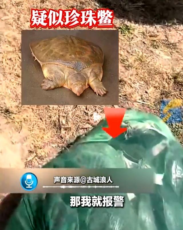 陕西甲鱼,陕西甲鱼养殖基地